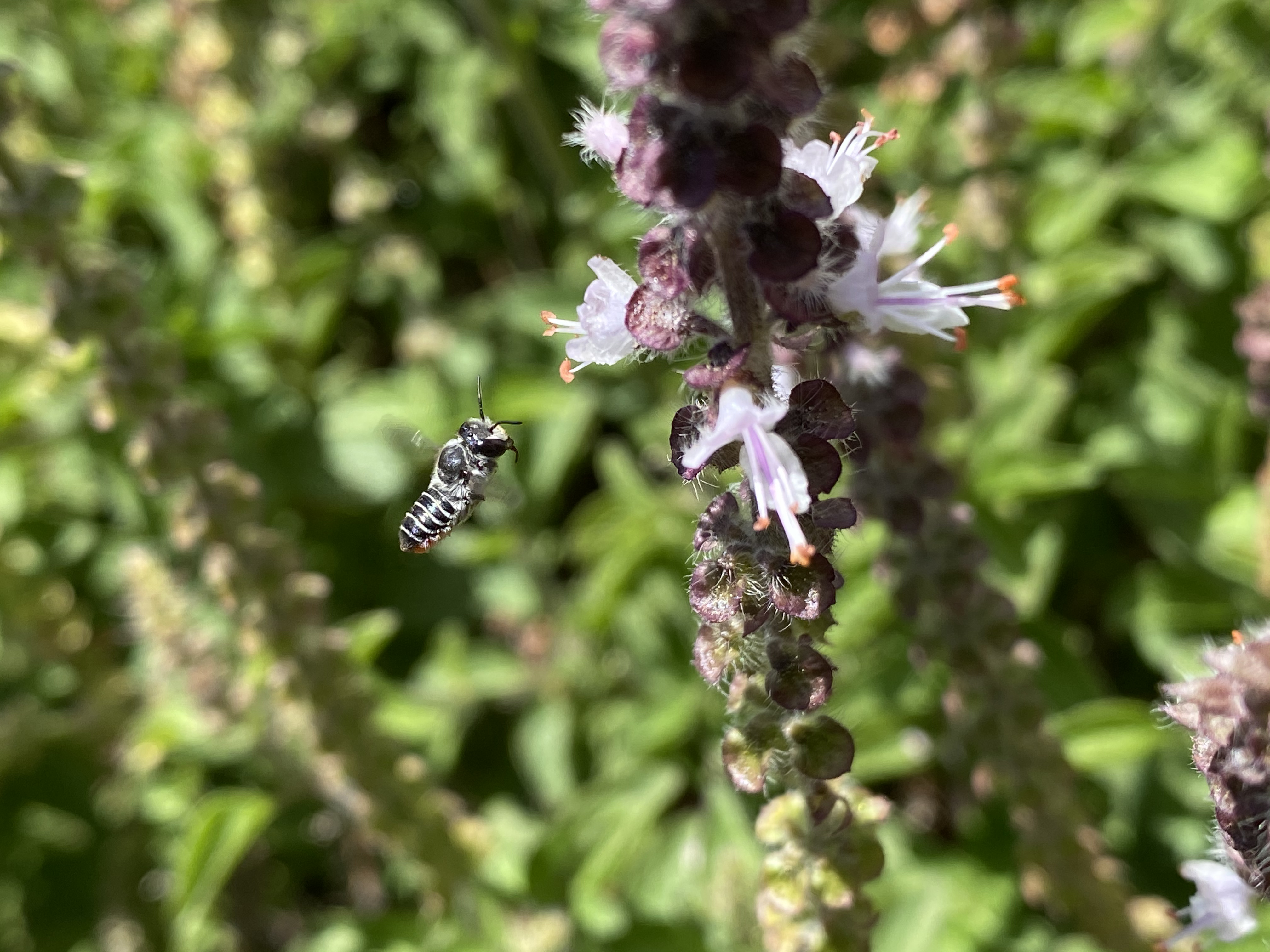 Native bee 2 Emma Cutting